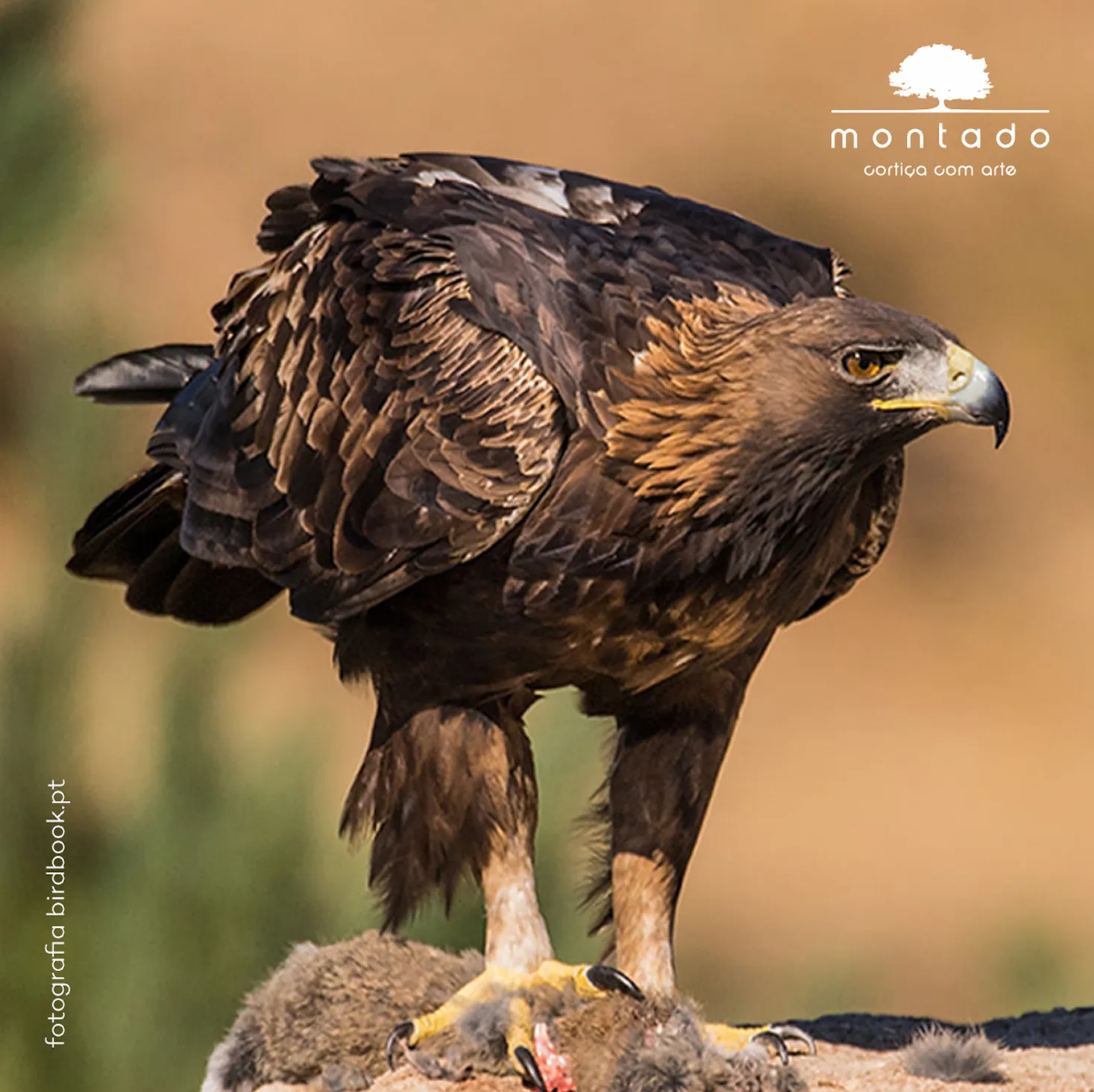 A colheita da cortiça ajuda a combater o aquecimento global