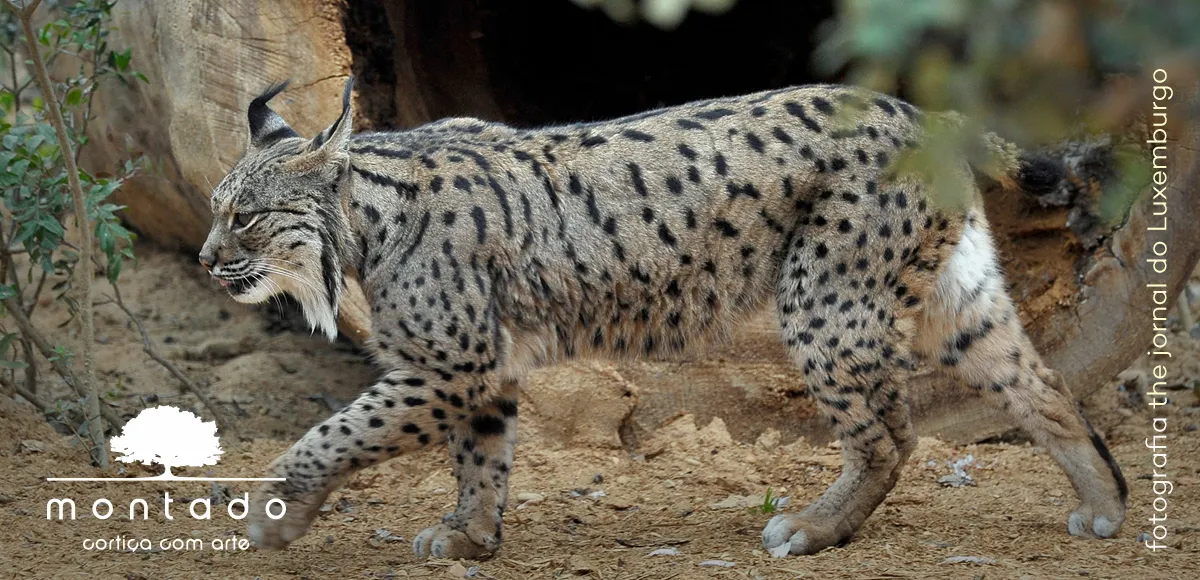 A colheita da cortiça ajuda a combater o aquecimento global