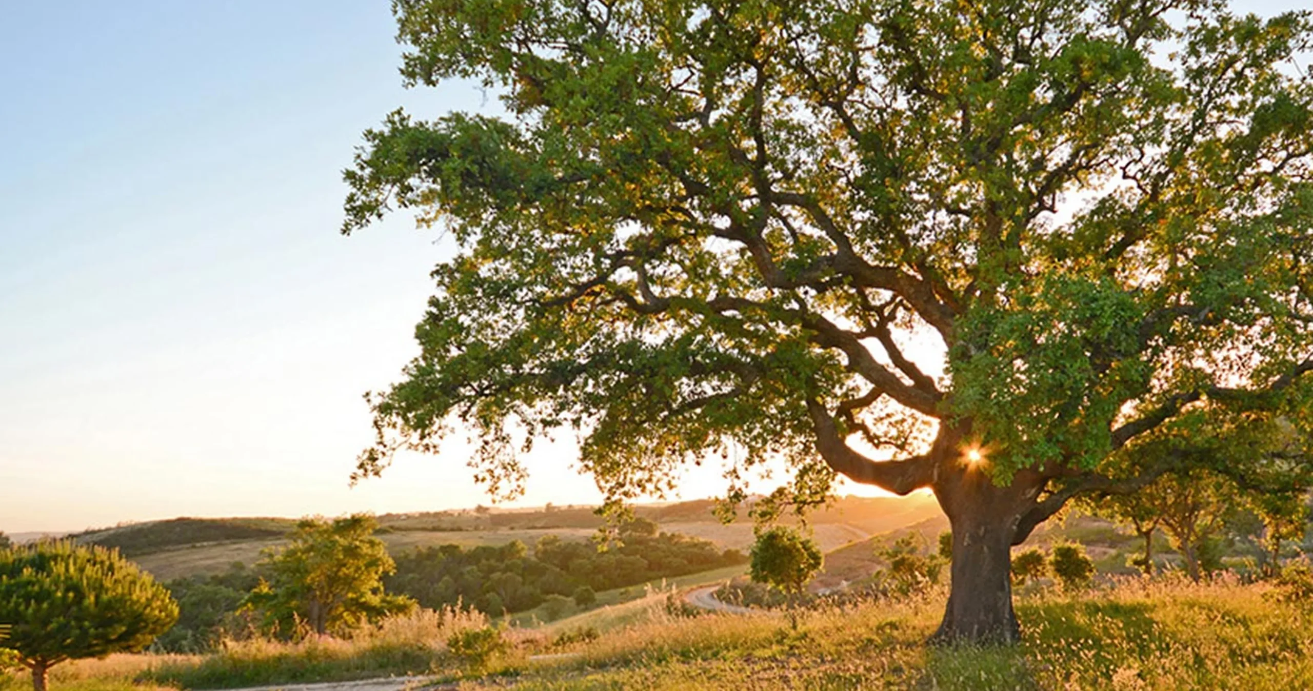 Worried about the Planet? Choose cork fashion.