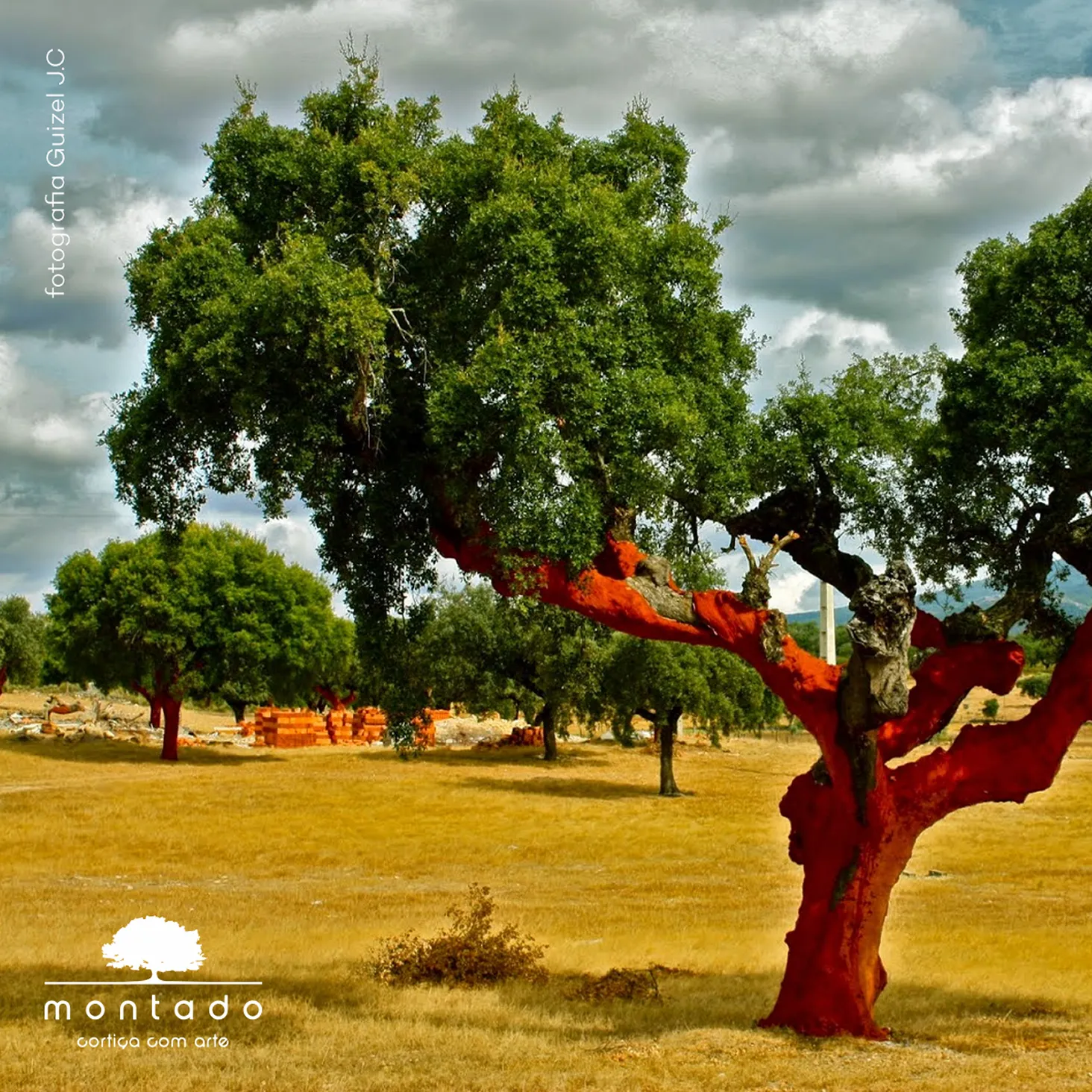 o que é e de onde vem a cortiça
