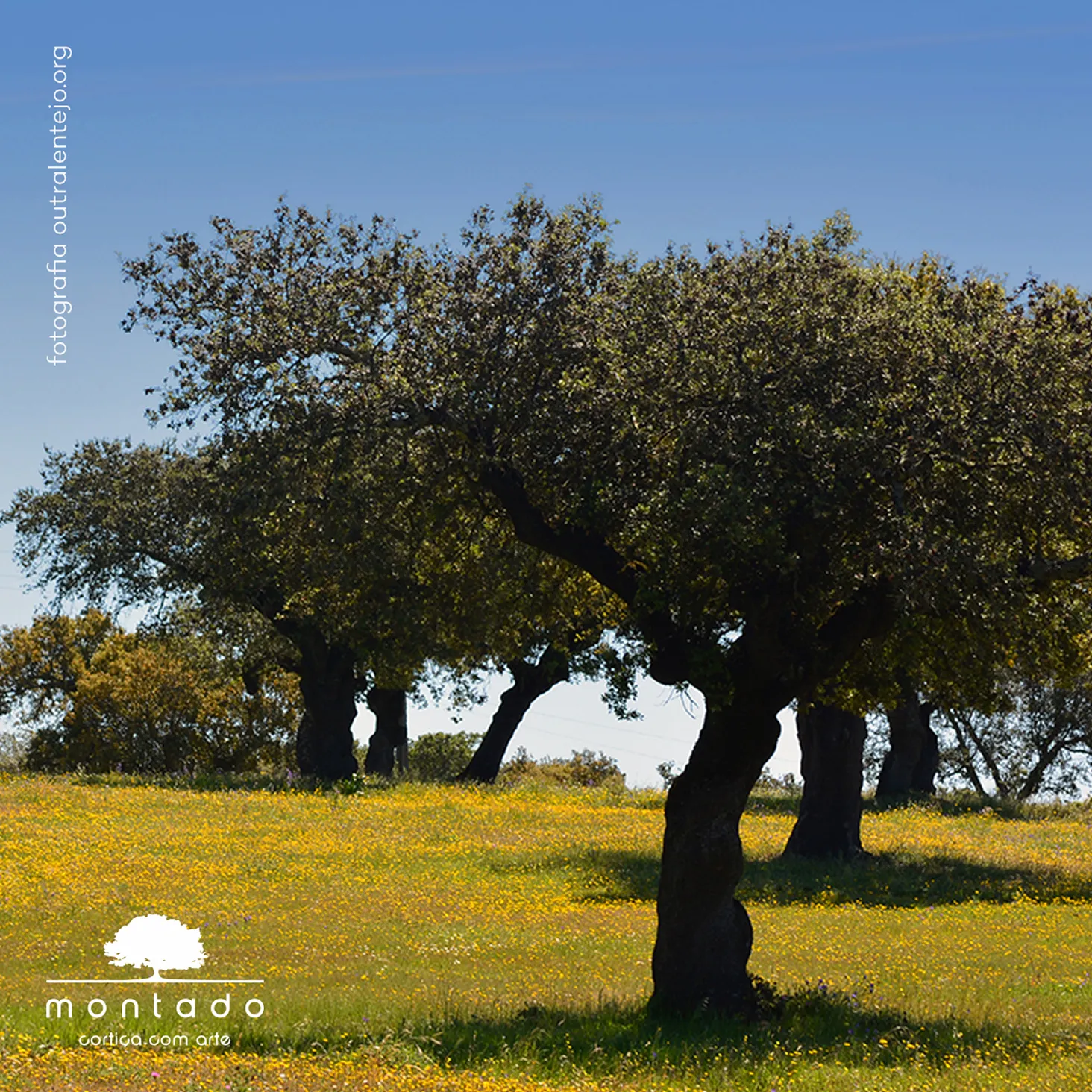 o que é e de onde vem a cortiça